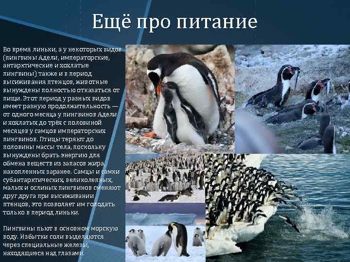 Ещё про питание Во время линьки, а у некоторых видов (пингвины Адели, императорские, антарктические