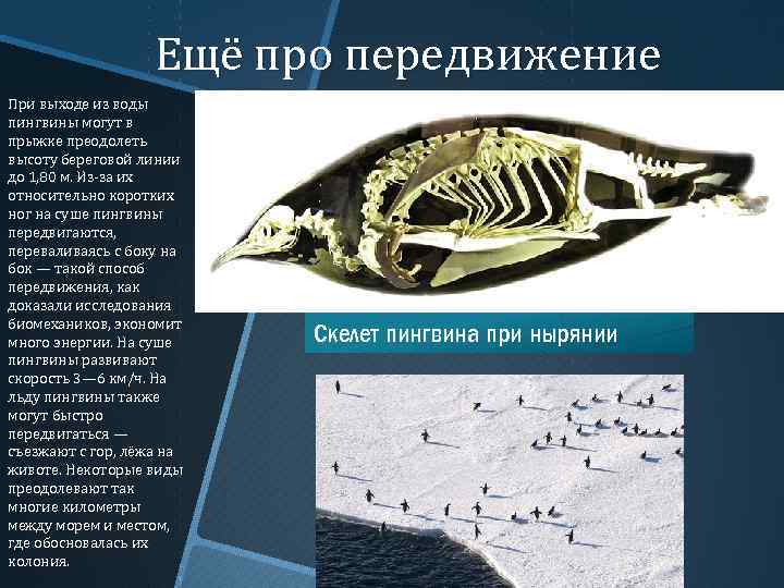 Ещё про передвижение При выходе из воды пингвины могут в прыжке преодолеть высоту береговой