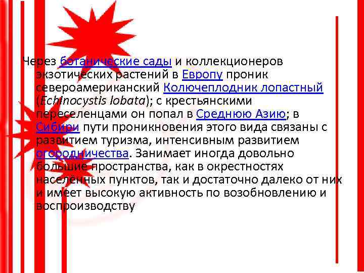 Через ботанические сады и коллекционеров экзотических растений в Европу проник североамериканский Колючеплодник лопастный (Echinocystis