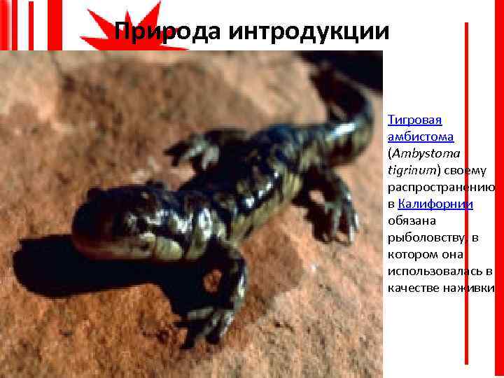 Природа интродукции Тигровая амбистома (Ambystoma tigrinum) своему распространению в Калифорнии обязана рыболовству, в котором