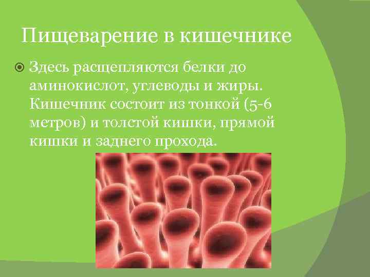 Пищеварение в кишечнике Здесь расщепляются белки до аминокислот, углеводы и жиры. Кишечник состоит из