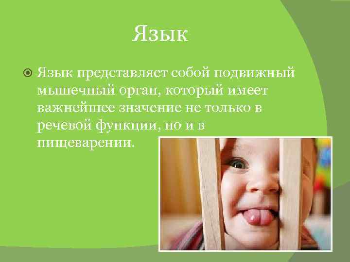 Язык представляет собой подвижный мышечный орган, который имеет важнейшее значение не только в речевой