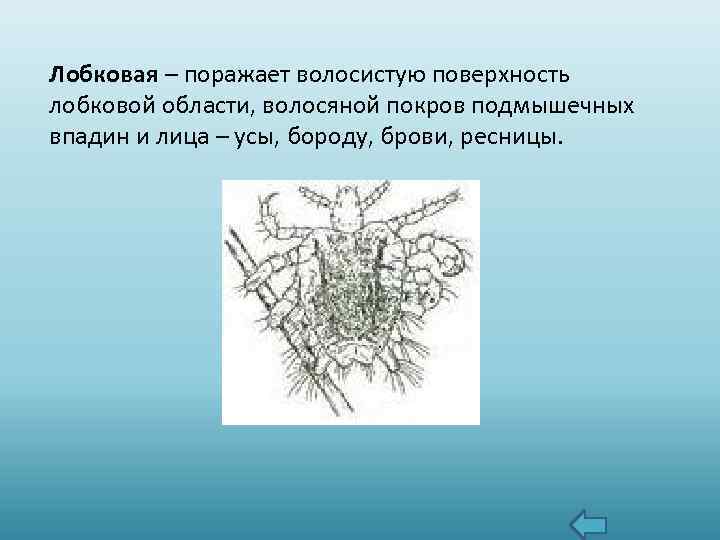 Лобковая – поражает волосистую поверхность лобковой области, волосяной покров подмышечных впадин и лица –