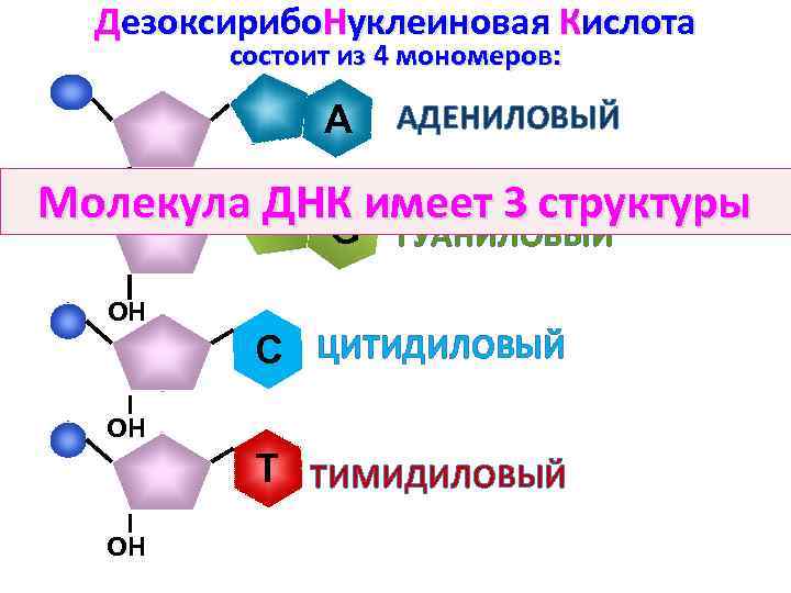 Дезоксирибо. Нуклеиновая Кислота состоит из 4 мономеров: A АДЕНИЛОВЫЙ ОН Молекула ДНК имеет 3