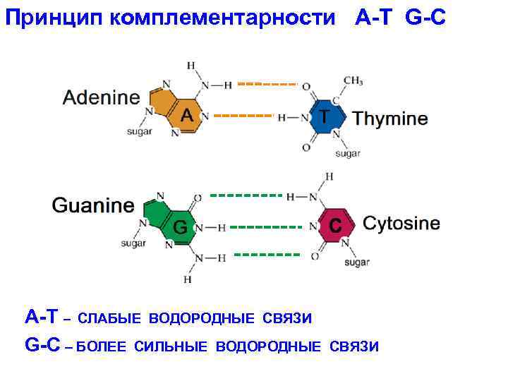 Принцип комплементарности A-T G-C A-T – СЛАБЫЕ ВОДОРОДНЫЕ СВЯЗИ G-C – БОЛЕЕ СИЛЬНЫЕ ВОДОРОДНЫЕ