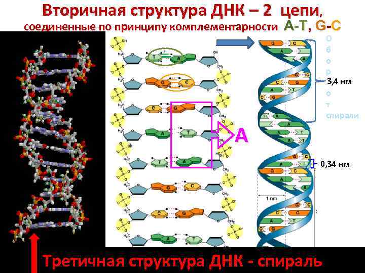Вторичная структура ДНК – 2 цепи, соединенные по принципу комплементарности А-Т, G-C О б