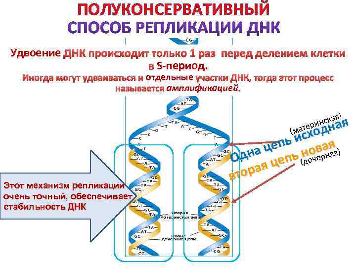 ПОЛУКОНСЕРВАТИВНЫЙ Удвоение ДНК происходит только 1 раз перед делением клетки Sв S-период. отдельные Иногда