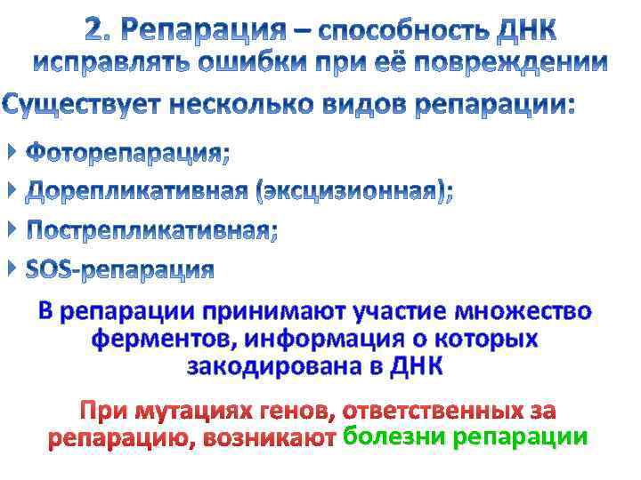  В репарации принимают участие множество ферментов, информация о которых закодирована в ДНК При