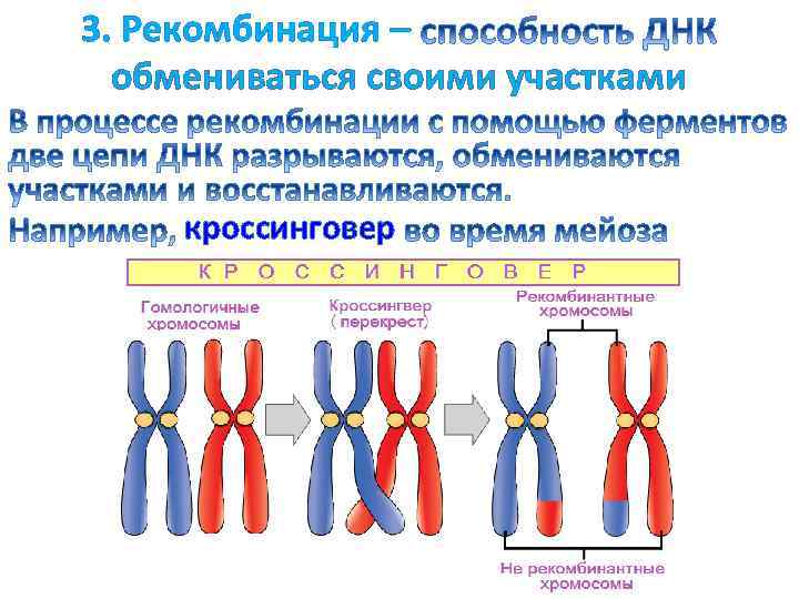 Кроссинговер это в биологии