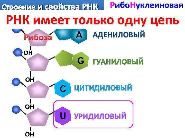 Схема строения нуклеотида рнк