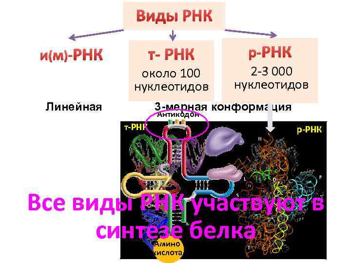 Виды РНК и(м)-РНК до 10000 нуклеотидов Линейная т- РНК около 100 нуклеотидов р-РНК 2