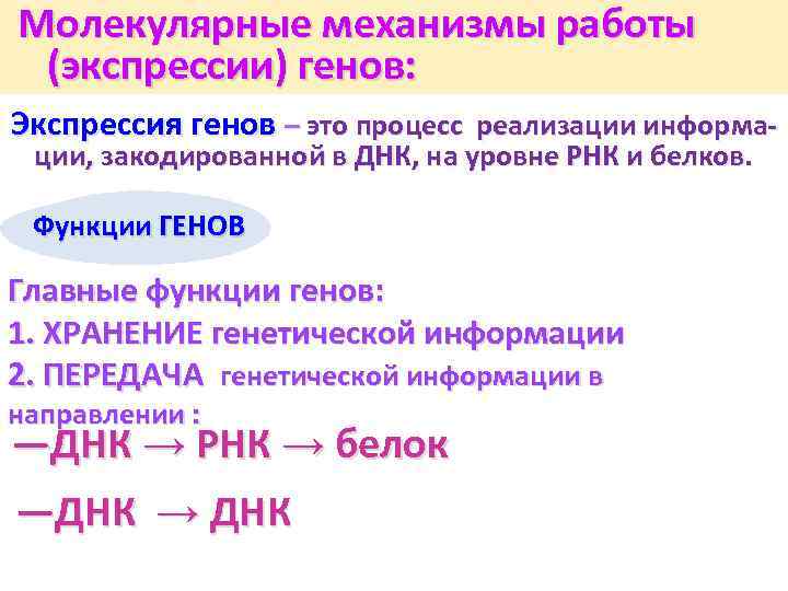  Молекулярные механизмы работы (экспрессии) генов: Экспрессия генов – это процесс реализации информации, закодированной