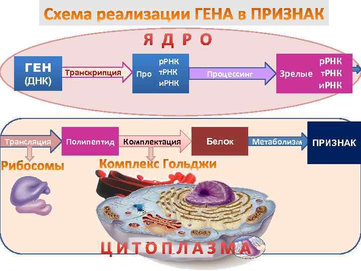 Я Д Р О ГЕН (ДНК) Трансляция Транскрипция Полипептид р. РНК Про т. РНК