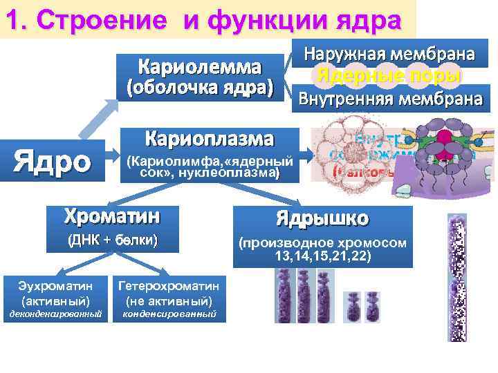 1. Строение и функции ядра Наружная мембрана Кариолемма Ядерные поры (оболочка ядра) Ядро Внутренняя