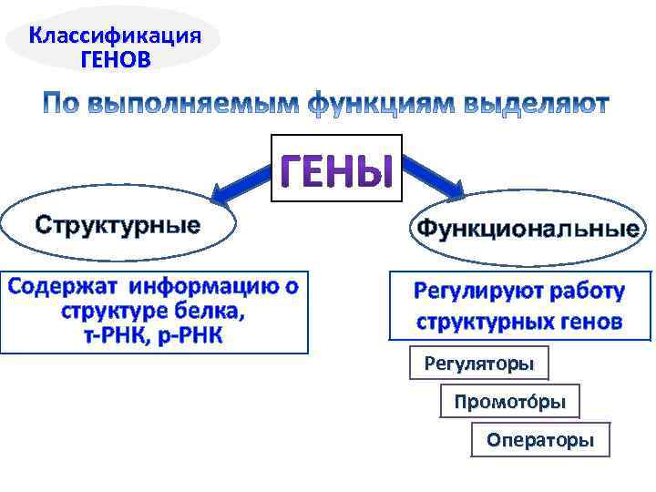 Структурные содержат