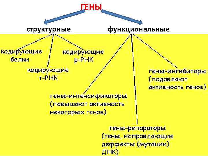  ГЕНЫ структурные функциональные 