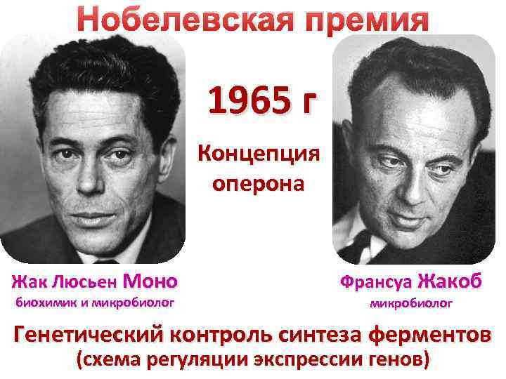 Нобелевская премия 1965 г Концепция оперона Жак Люсьен Моно биохимик и микробиолог Франсуа Жакоб