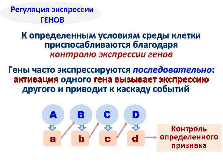 Регуляция экспрессии ГЕНОВ К определенным условиям среды клетки приспосабливаются благодаря контролю экспрессии генов Гены