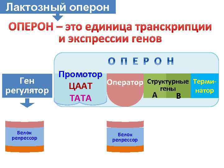 Лактозный оперон ОПЕРОН – это единица транскрипции и экспрессии генов Промотор Ген Оператор Структурные