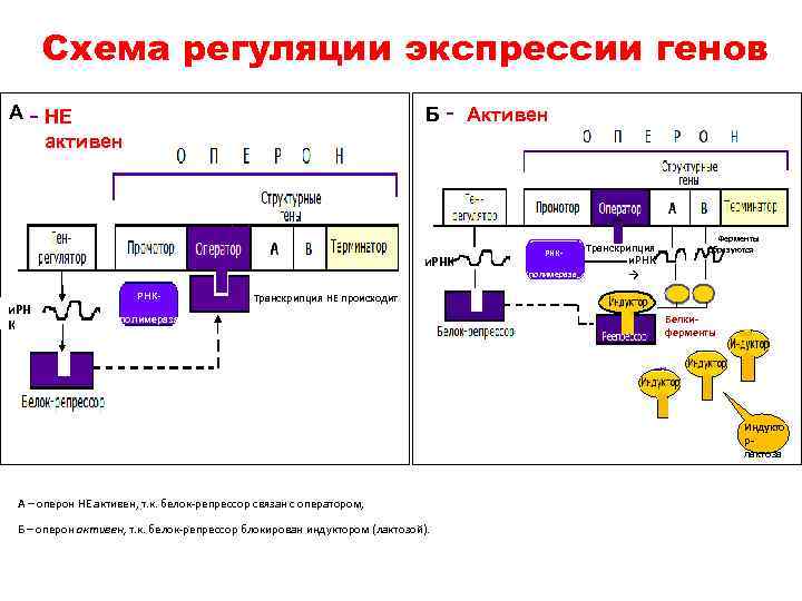 Схема взаимного расположения генов находящихся в одной группе сцепления называется