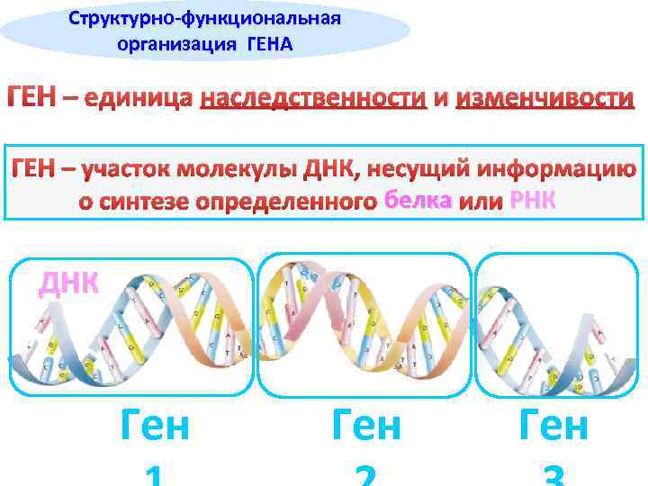 Структурно-функциональная организация ГЕНА ГЕН – единица наследственности и изменчивости ГЕН – участок молекулы ДНК,