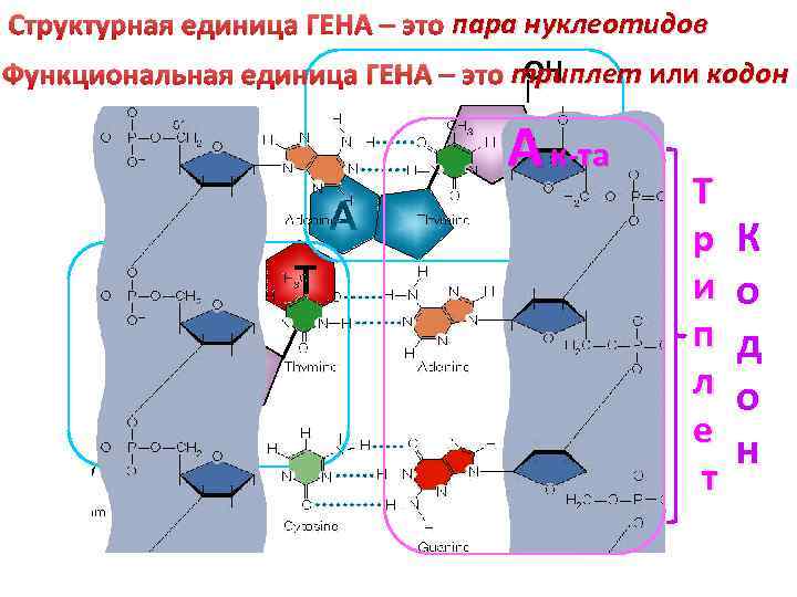 пара Структурная единица ГЕНА – это пара нуклеотидов триплет Функциональная единица ГЕНА – это