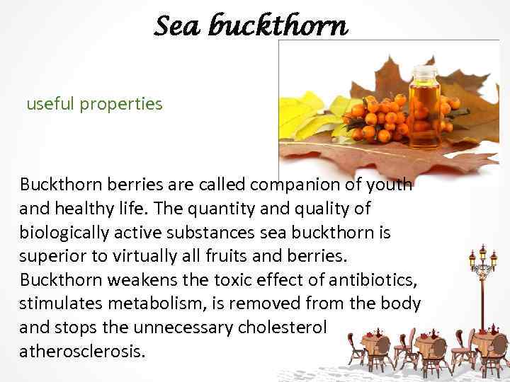 Sea buckthorn useful properties Buckthorn berries are called companion of youth and healthy life.