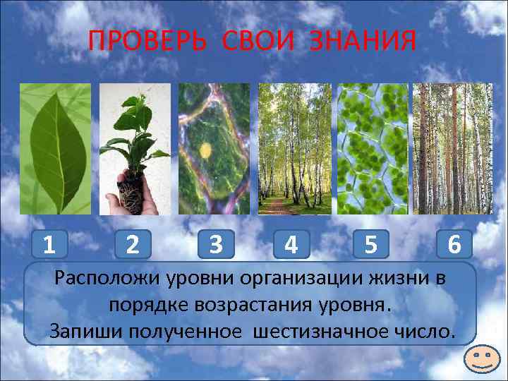 ПРОВЕРЬ СВОИ ЗНАНИЯ 1 3 2 5 3 1 4 2 5 4 6