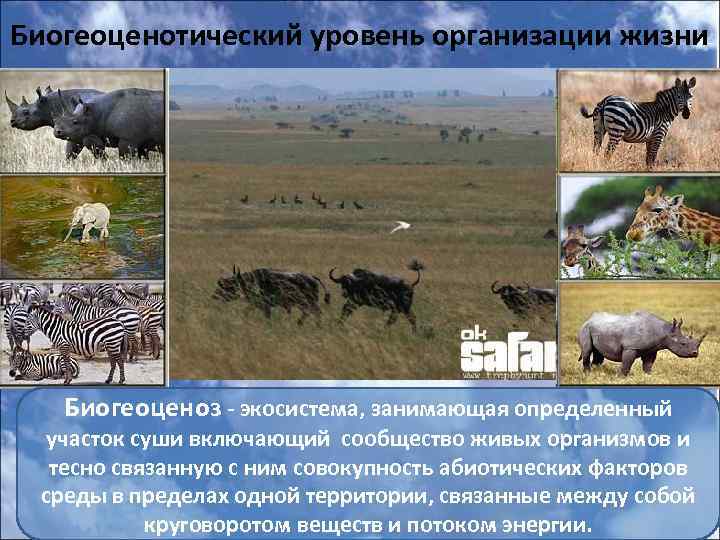 Биогеоценотический уровень организации жизни Биогеоценоз - экосистема, занимающая определенный участок суши включающий сообщество живых