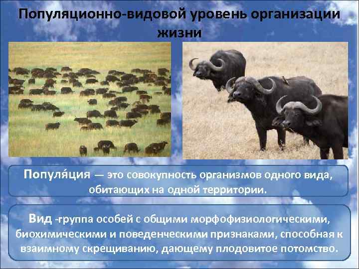 Популяционно-видовой уровень организации жизни Популя ция — это совокупность организмов одного вида, обитающих на