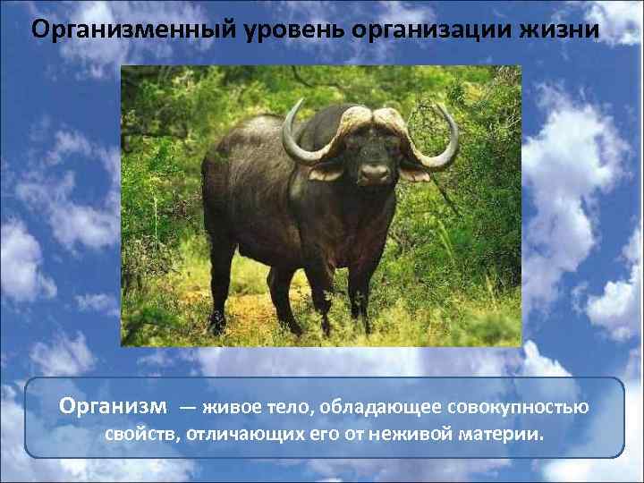 Организменный уровень организации жизни Организм — живое тело, обладающее совокупностью свойств, отличающих его от