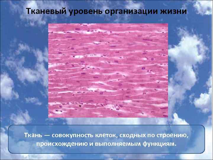 Тканевый уровень организации жизни Ткань — совокупность клеток, сходных по строению, происхождению и выполняемым