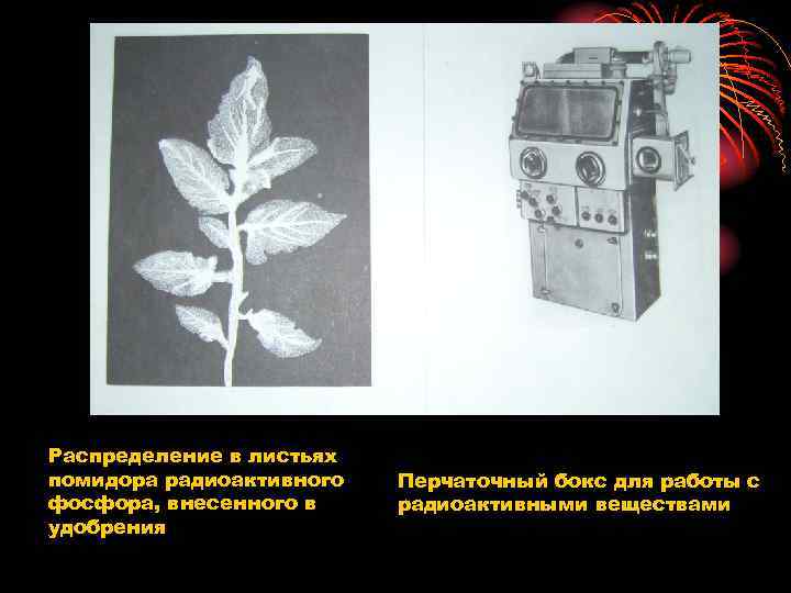 Распределение в листьях помидора радиоактивного фосфора, внесенного в удобрения Перчаточный бокс для работы с