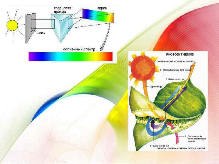 Поглощает лучи света. Спектр солнечного излучения для фотосинтеза. Спектры поглощения фотосинтез. Влияние солнца на фотосинтез. Поглощение света водорослями.