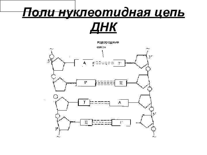 Поли нуклеотидная цепь ДНК 