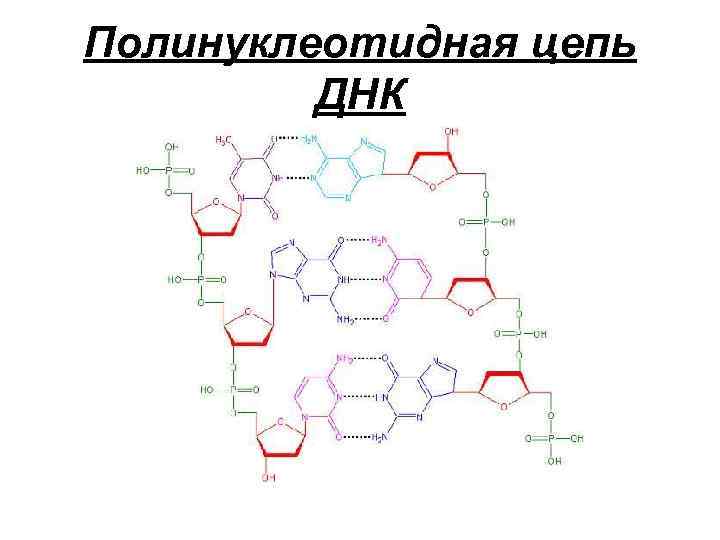 Полинуклеотидная цепь ДНК 