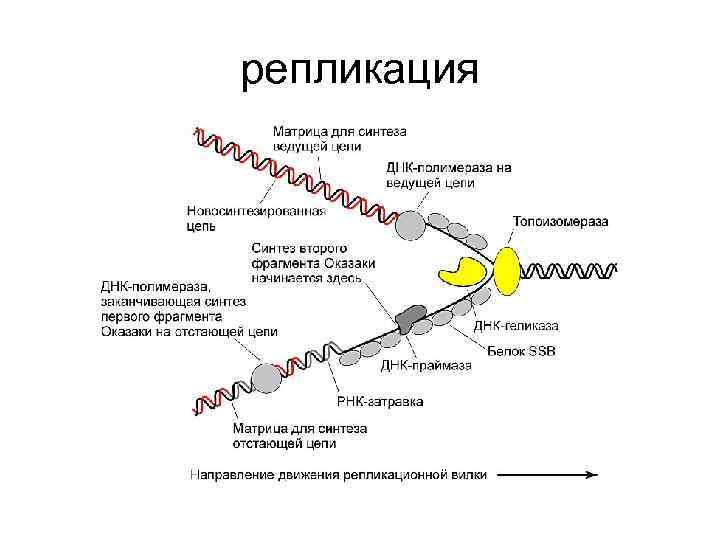 3 этапа репликации. Репликативная вилка схема. Репликация по механизму замещения цепи. Процесс репликации ДНК. Механизм репликации ДНК.