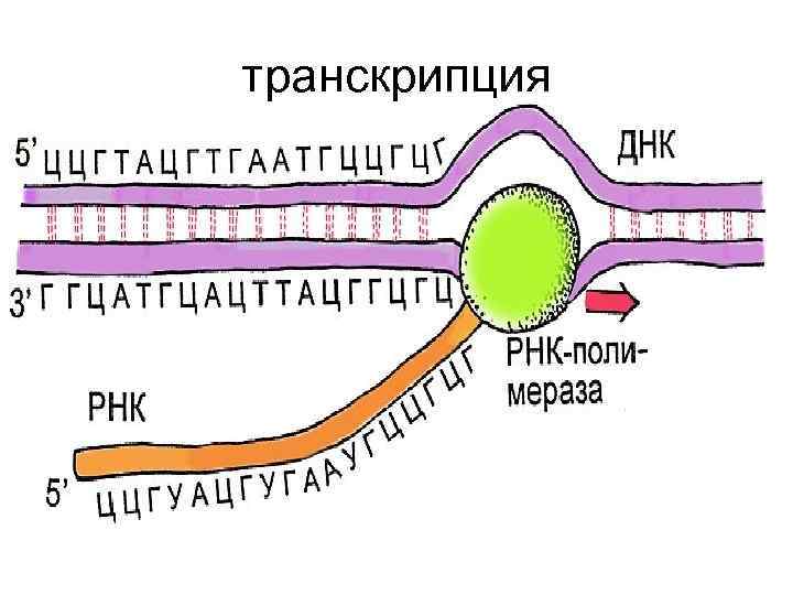 транскрипция 