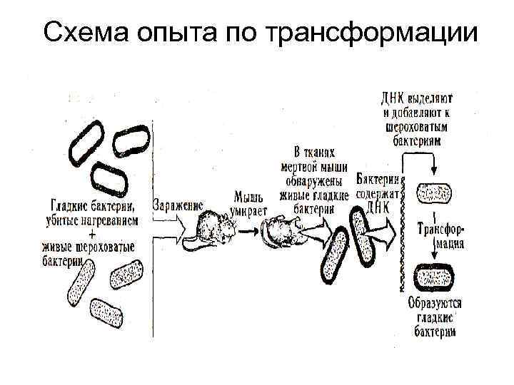 Схема опыта по трансформации Гриффита 