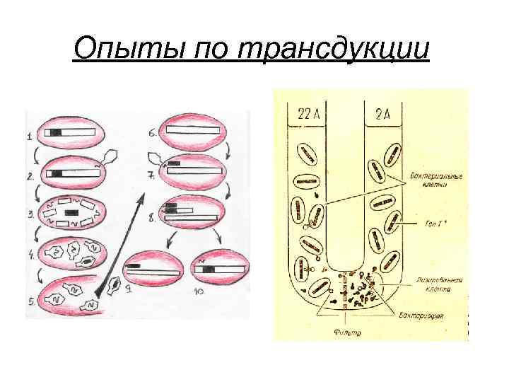 Опыты по трансдукции 