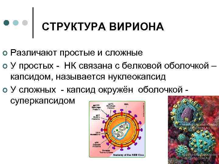 СТРУКТУРА ВИРИОНА Различают простые и сложные ¢ У простых - НК связана с белковой