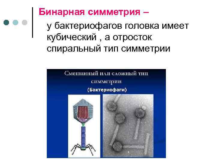 Бинарная симметрия – у бактериофагов головка имеет кубический , а отросток спиральный тип симметрии