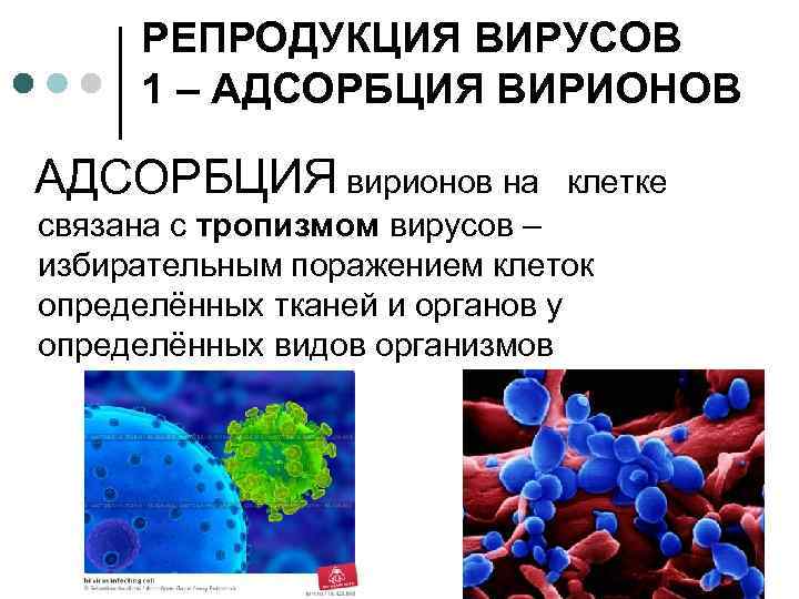 РЕПРОДУКЦИЯ ВИРУСОВ 1 – АДСОРБЦИЯ ВИРИОНОВ АДСОРБЦИЯ вирионов на клетке связана с тропизмом вирусов