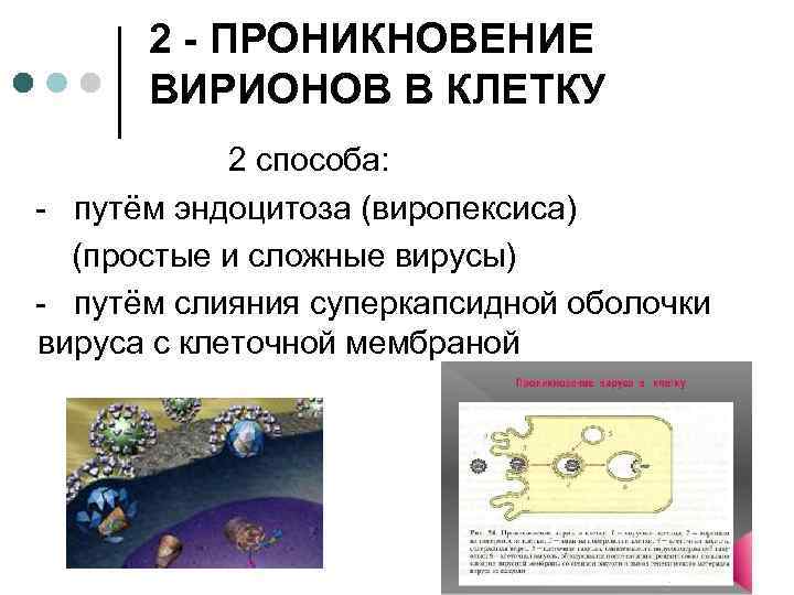 2 - ПРОНИКНОВЕНИЕ ВИРИОНОВ В КЛЕТКУ 2 способа: - путём эндоцитоза (виропексиса) (простые и