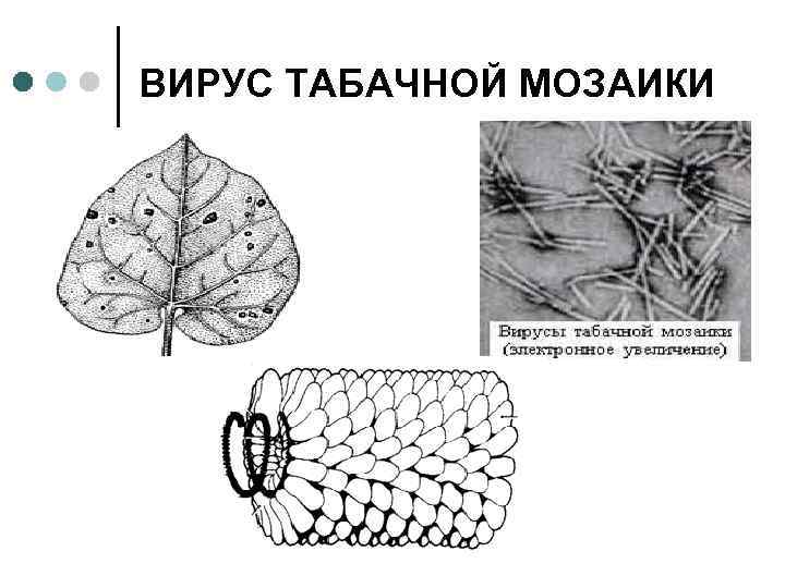ВИРУС ТАБАЧНОЙ МОЗАИКИ 