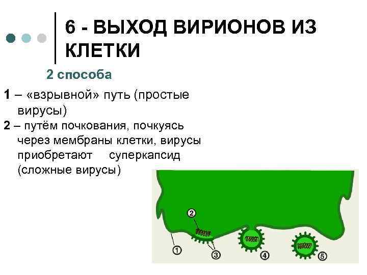 6 - ВЫХОД ВИРИОНОВ ИЗ КЛЕТКИ 2 способа 1 – «взрывной» путь (простые вирусы)