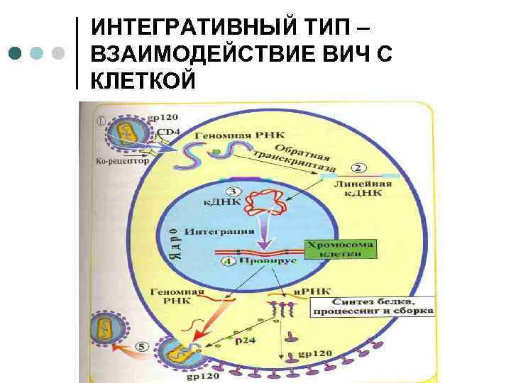 ИНТЕГРАТИВНЫЙ ТИП – ВЗАИМОДЕЙСТВИЕ ВИЧ С КЛЕТКОЙ 