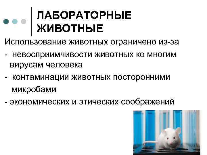 ЛАБОРАТОРНЫЕ ЖИВОТНЫЕ Использование животных ограничено из-за - невосприимчивости животных ко многим вирусам человека -