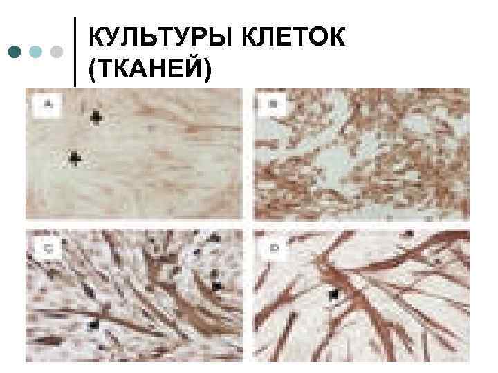 КУЛЬТУРЫ КЛЕТОК (ТКАНЕЙ) 