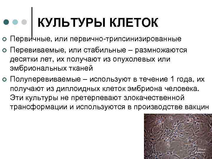 КУЛЬТУРЫ КЛЕТОК ¢ ¢ ¢ Первичные, или первично-трипсинизированные Перевиваемые, или стабильные – размножаются десятки